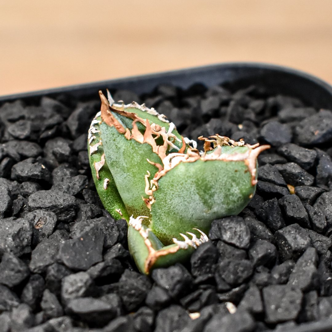 【発根済】アガベ チタノタ 星空 shihao産 アガベ チタノタ Shi-hao 