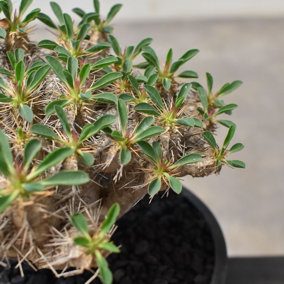 ユーフォルビア・ギラウミニアナ (発根済み) RF231708(T