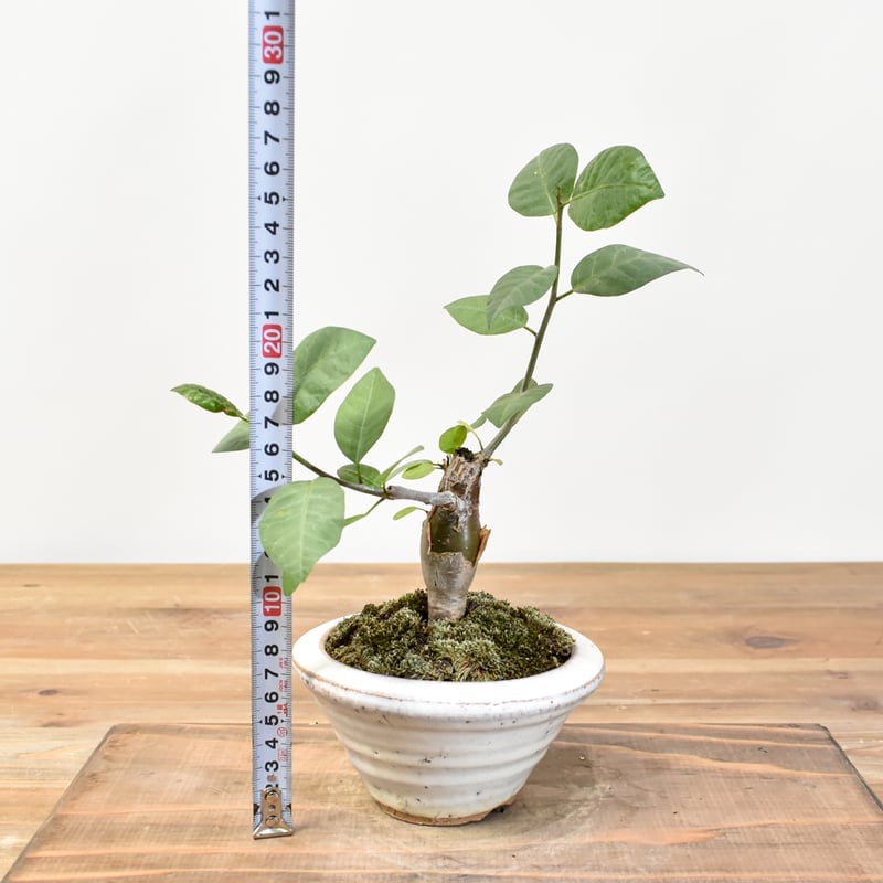 WACK” ON YOUR SIDE】ブルセラ シンプリキフォリア WACK-A111