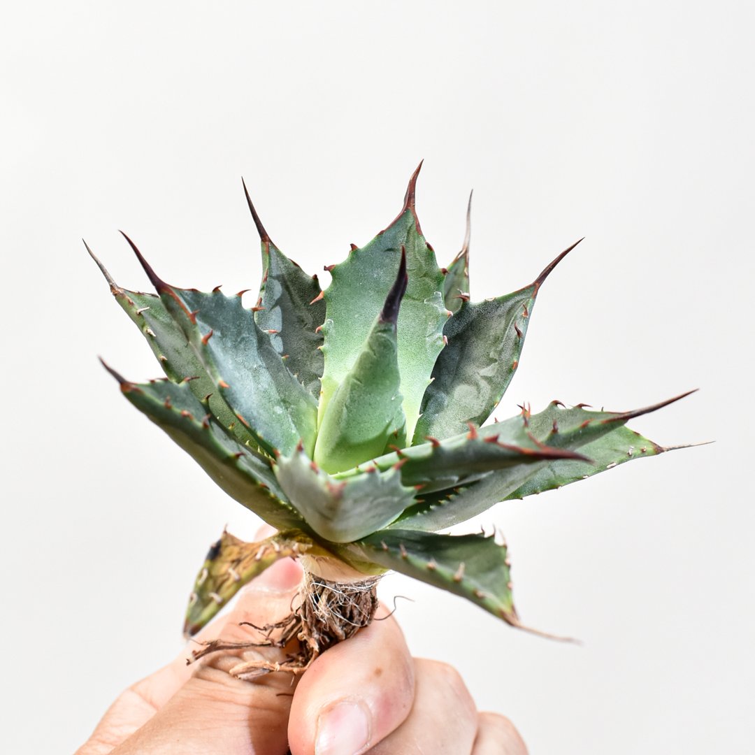 エボリスピナ × スポーン × イシスメンシス　ハイブリッド　ジェレミー アガベ hybrid イシスメンシス×エボリスピナ/甲蟹X妖炎 【台湾