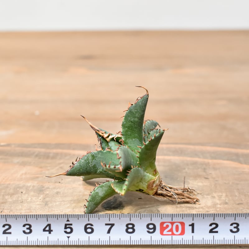 ユタエンシス エボリスピナ×ブラックアンドブルー【カリフォルニア産