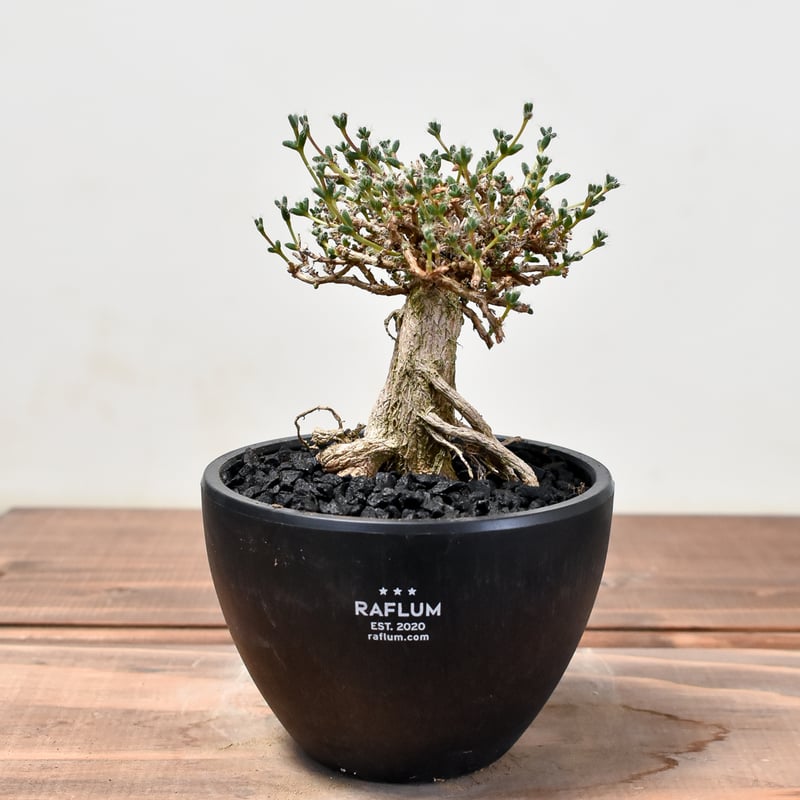 トリコディアデマ ブルボスム 