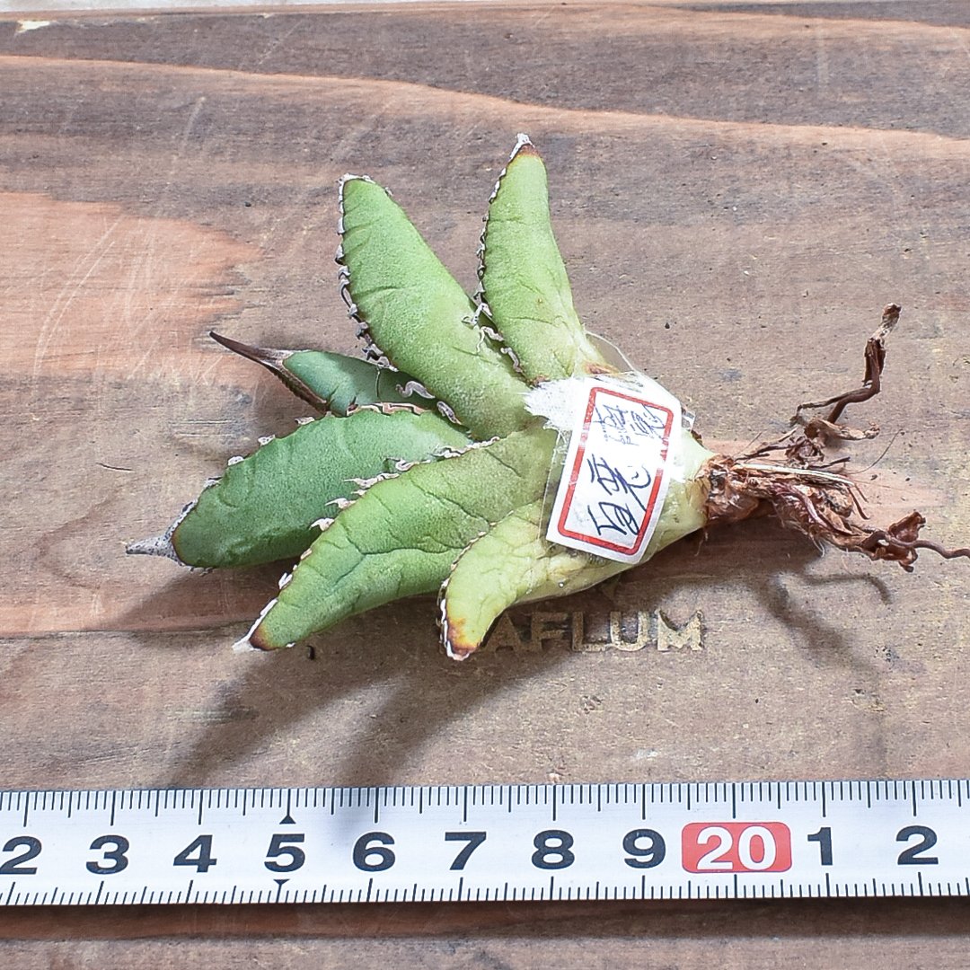 パ*パ様 台湾アガベ berlin産 チタノタ オテロイ WF /悪魔 清櫻 台