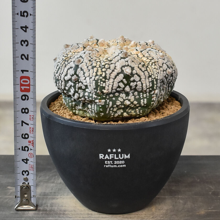 アストロフィツム スーパー兜（発根済み）RF231045 | RAFLUM