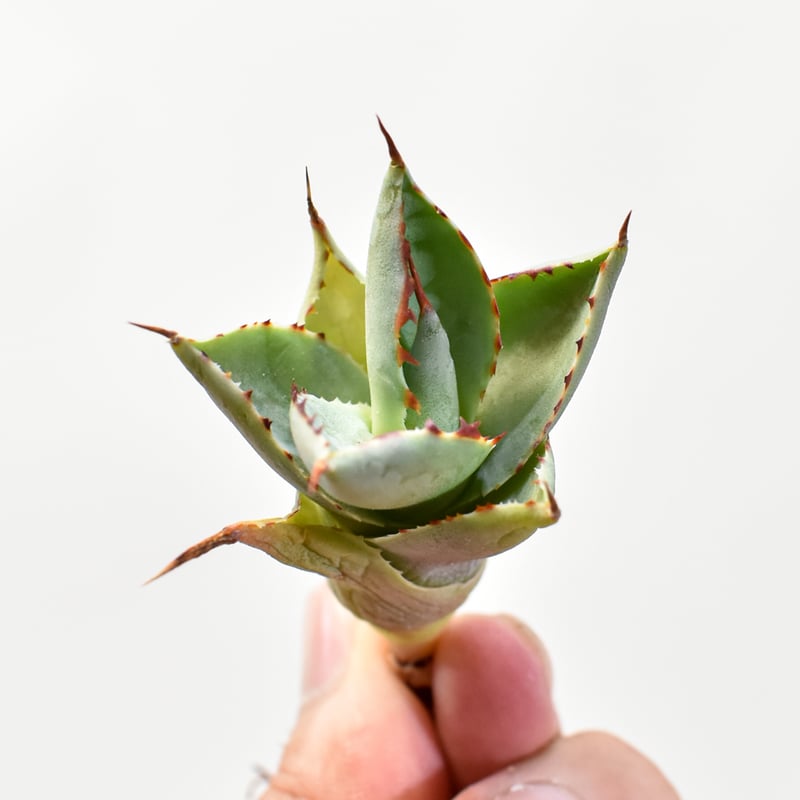 バーントバーガンディ×イシスメンシス　アガベ バーントバーガンディ×イシスメンシス アガベ アガベ 斑入りの銘