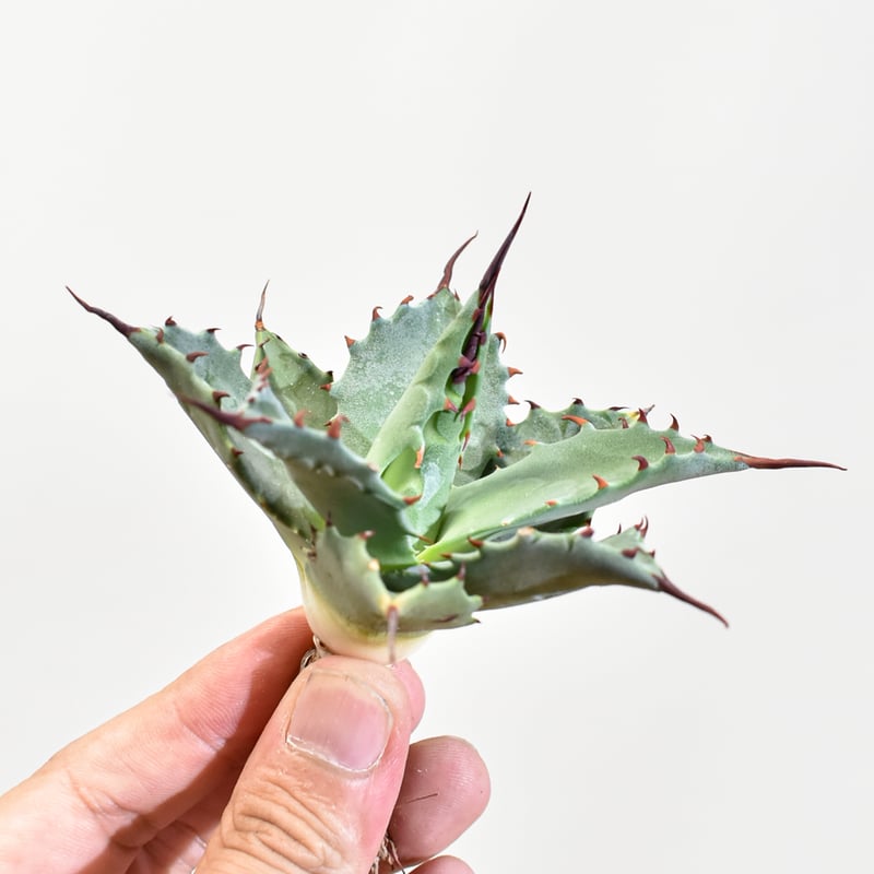 極レアハイブリッドアガベ「特青肌甲蟹×妖炎」Agave 極レアハイブリッドアガベ「特青肌甲蟹×妖炎」Agave Agave 甲蟹