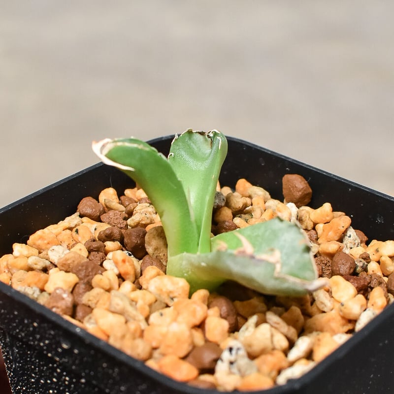 アガベ チタノタ ハデス 恐竜牙歯 黒帝斯 親株 5号鉢 陽炎 アガベ