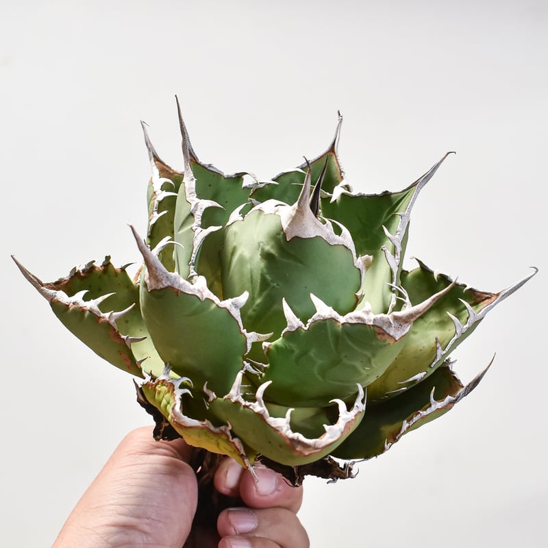 アガベ チタノタ 小島白刺 【台湾 dragon agave産/抜き苗/中株