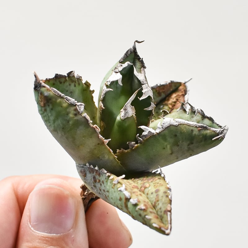アガベ オテロイ　狼人錦 アガベ チタノタ 狼人錦 中斑錦 Agave titanota were wolf White
