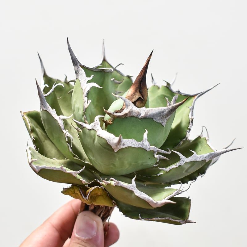 アガベ　チタノタ　巨獣　子株付き アガベ チタノタ 巨獣 【台湾 dragon agave産/発根済み/中株