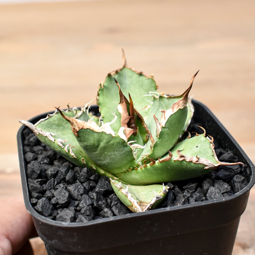 アガベ チタノタ ゼウス 