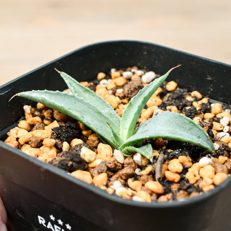 アガベ 特白肌怒雷神×笹の雪 台湾HYB アガベ ハイブリット 