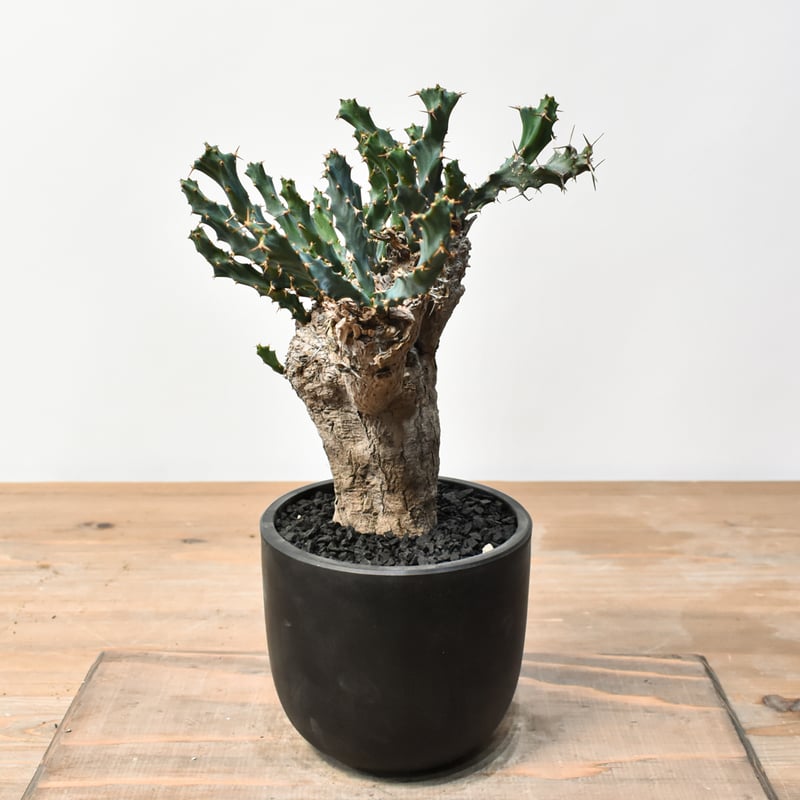 ユーフォルビア クラビゲラ 