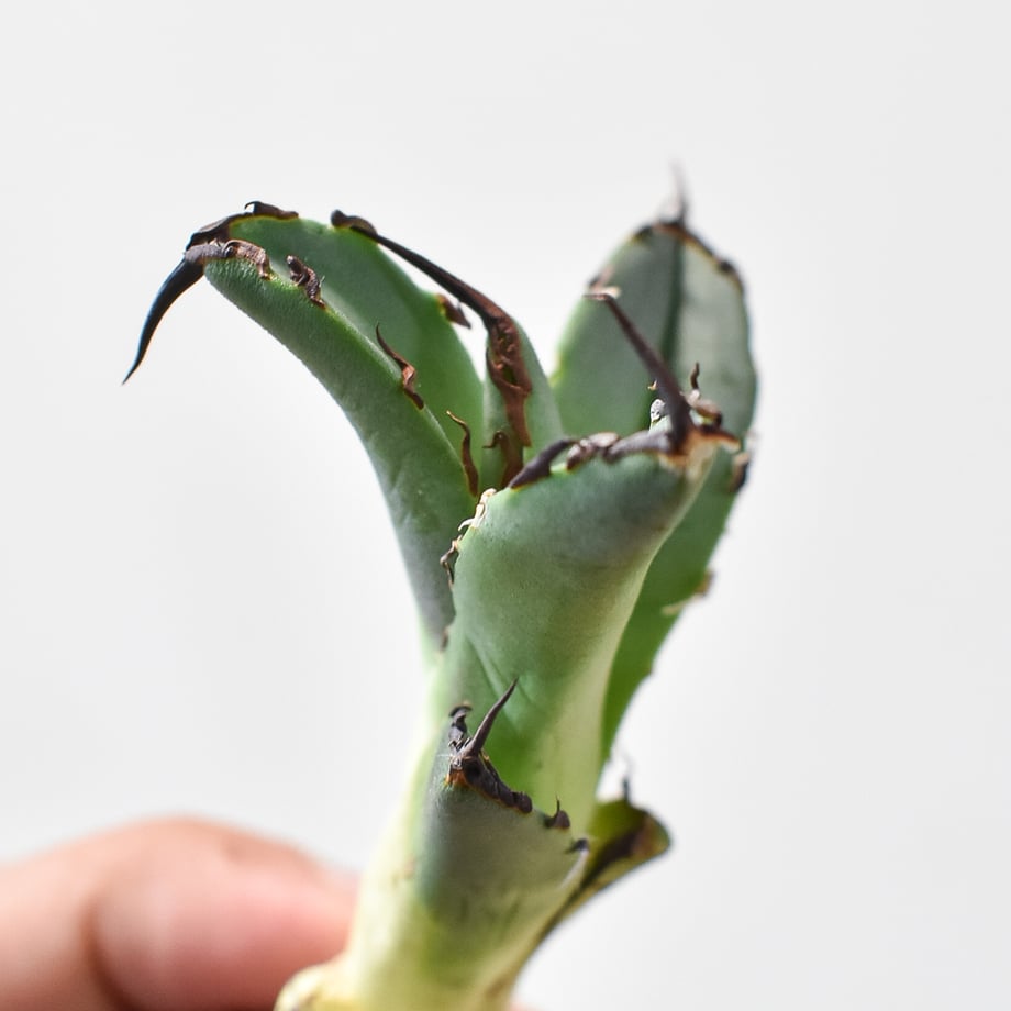 66a580ebbd9ebe2a5725e995