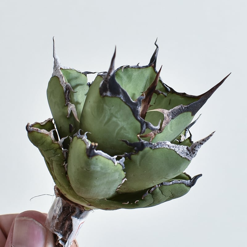 アガベ チタノタ 