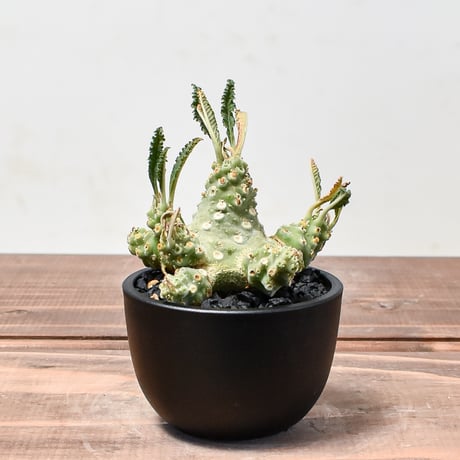 CATEGORY ドルステニア ラブラニー | RAFLUM / ラフラム｜東京、大阪の