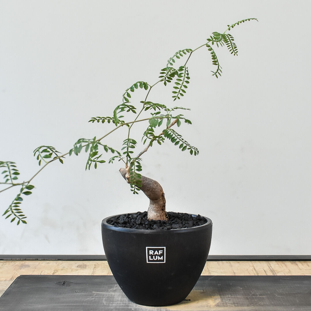 【超希少株】 オペルクリカリア ヒファエノイデス 斑入り ラス1 超希少株】 オペルクリカリア ヒファエノイデス 斑入り ラス1