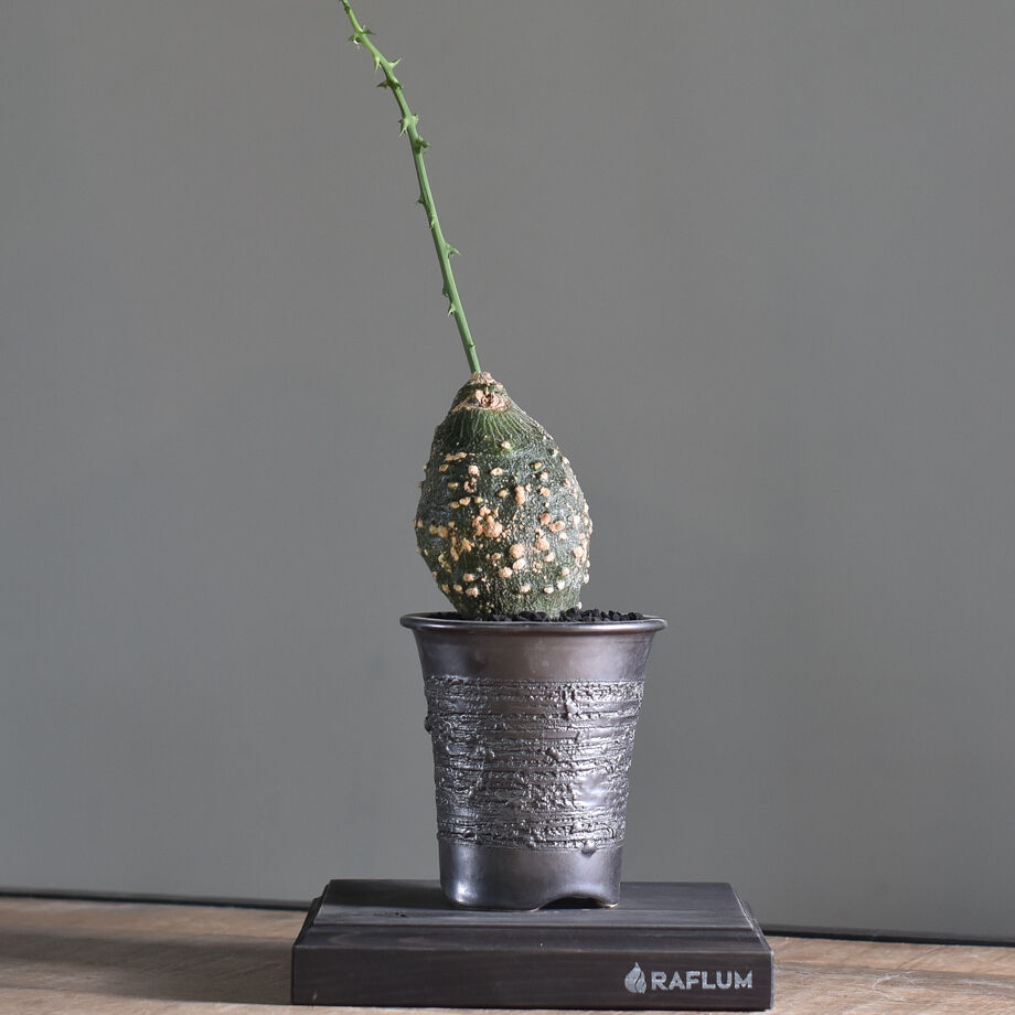 は*る様 現地株アデニア　グロボーサ　塊根コーデックス は*る様 現地株アデニア グロボーサ 塊根コーデックス は*る様 現地