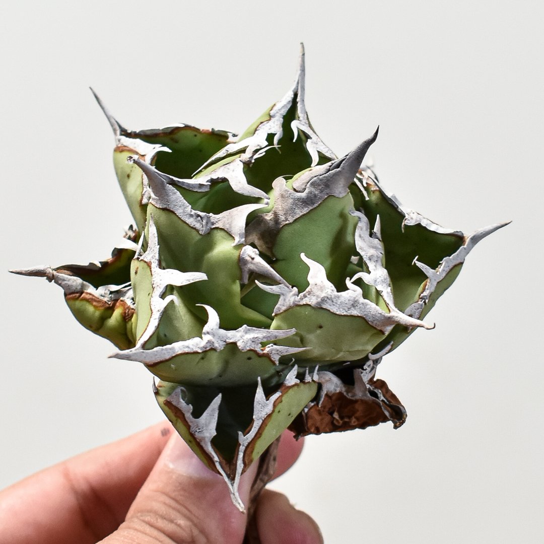 アガベチタノタDragon Agave クラブ　螃蟹 アガベ チタノタ クラブ 
