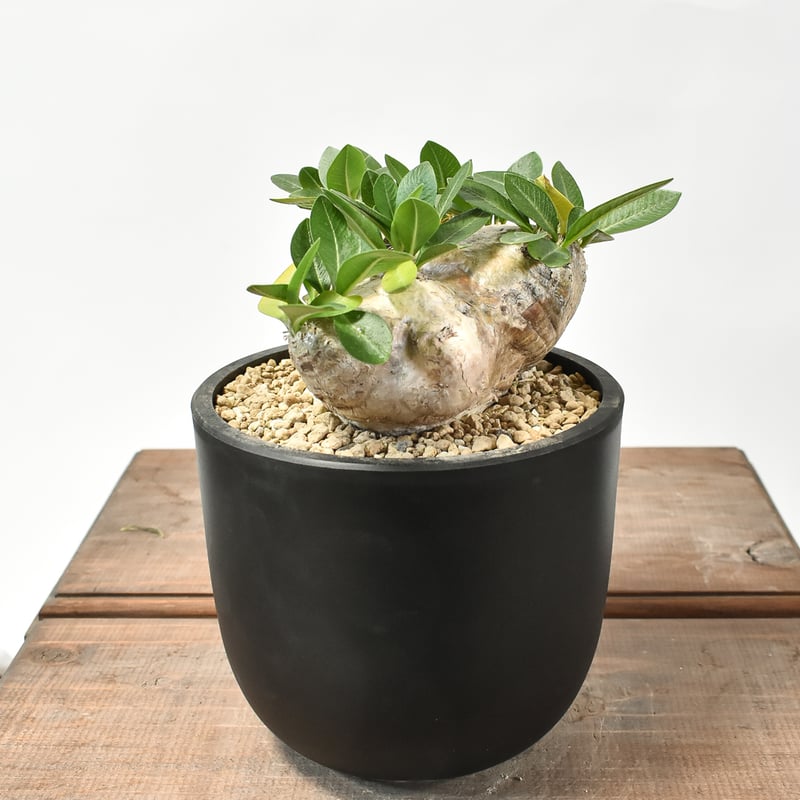 パキポディウム 恵比寿笑い　現地球　まん丸　チビ株 Pachypodium】パキポディウム・ブレビカウレ(恵比寿笑い