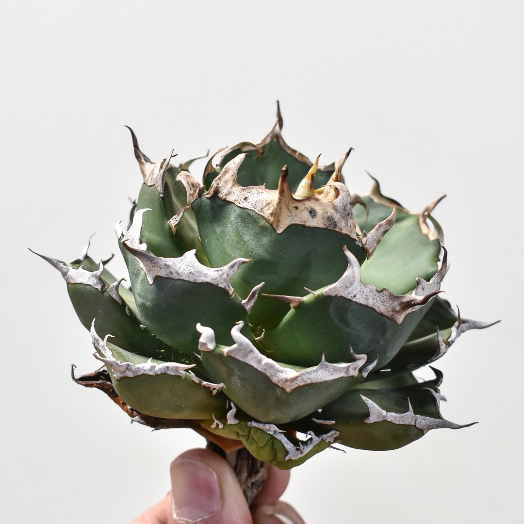 アガベ　鬼爪中株　アガベ　ピカチュウ アガベ チタノタ 