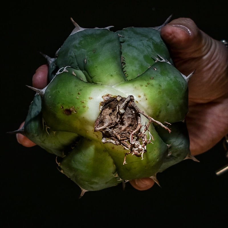 アガベ チタノタ 鳳凰 フェニックス #020 アガベ チタノタ フェニックス