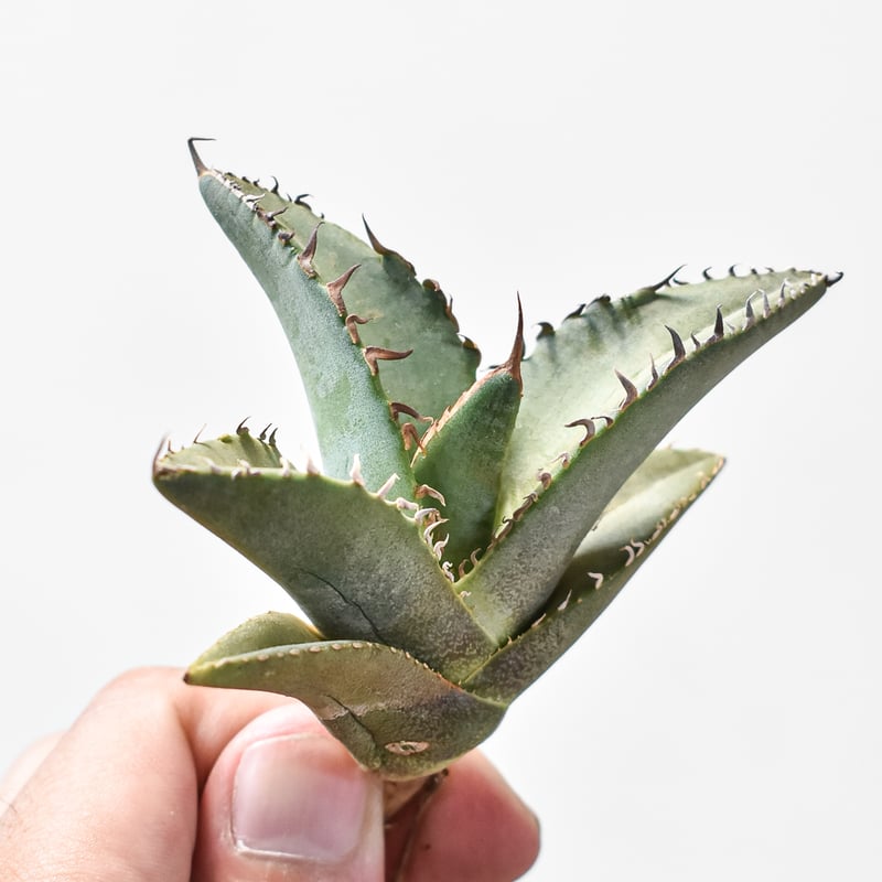 アガベ チタノタ 