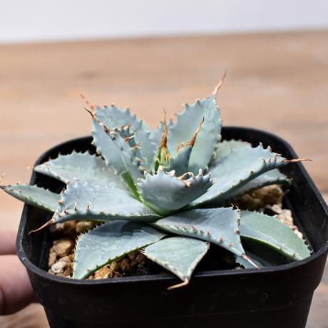 アガベ ハイブリット 日系イシスメンシス×象牙妖炎（陽炎エボリ）【台湾botanical_seeker産】RF25011381