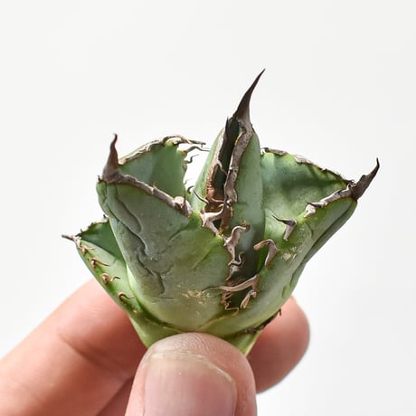 アガベ Berlin産 皇冠 直子 ② アガベ・チタノタ 皇冠(台湾Lize産)-004