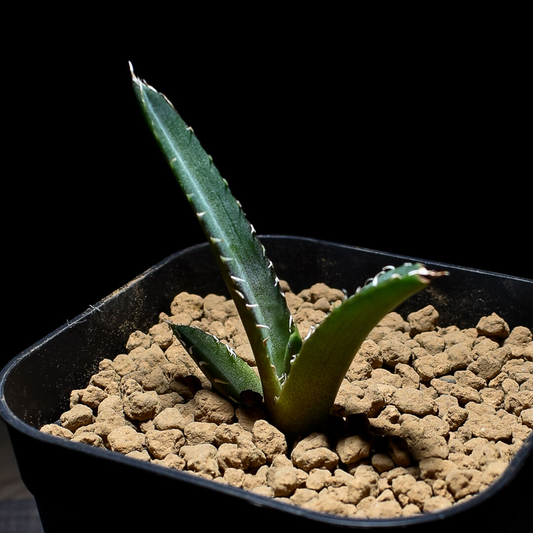 アガベ　チタノタ　レッドキャットウィーズル　中株 アガベ チタノタ レッドキャットウィーズル 中株 アガベ