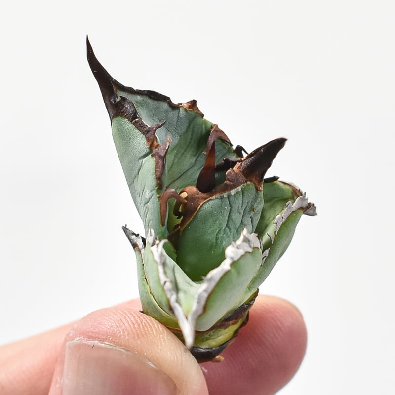 アガベ Dennis051 中株 デニス株 【公式通販】