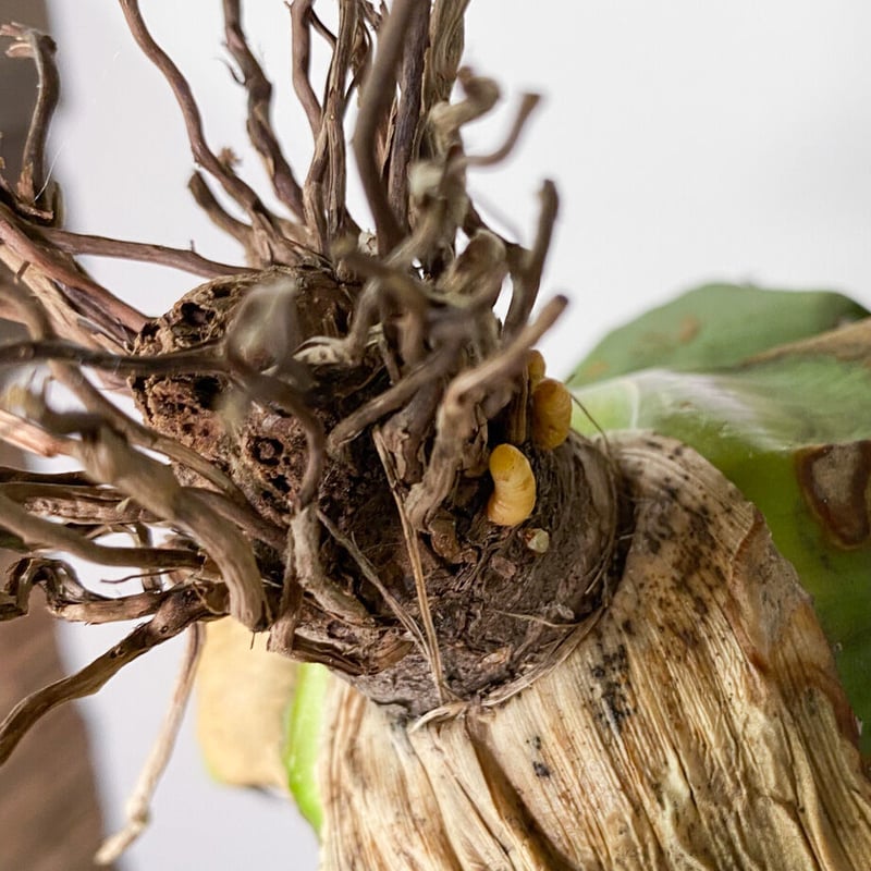 アガベ チタノタ FO-076 OLD （抜き苗販売）RF22828 | RAFLUM / ラ