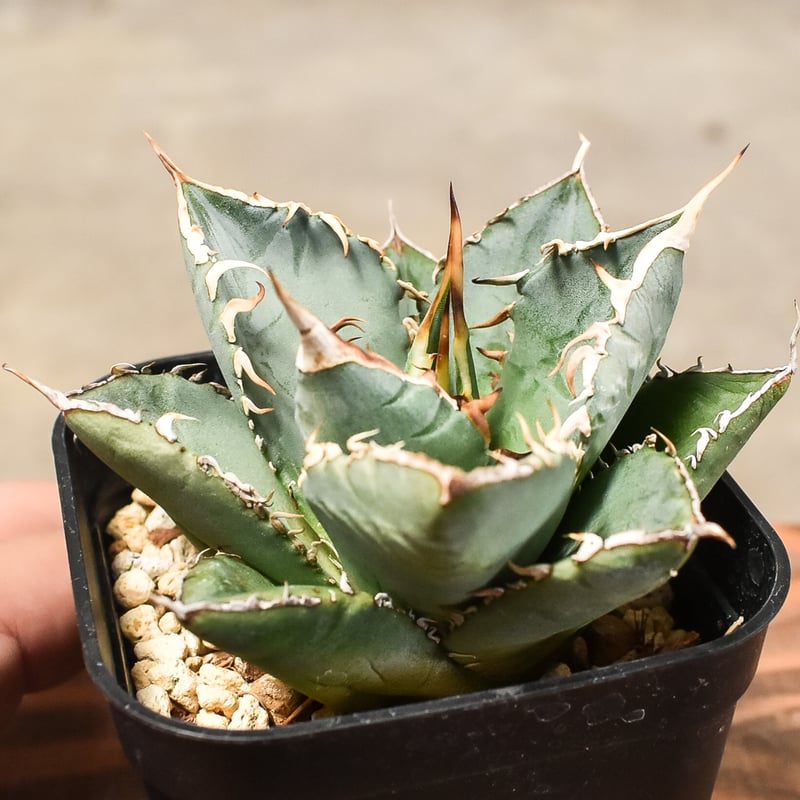 アガベ チタノタ 