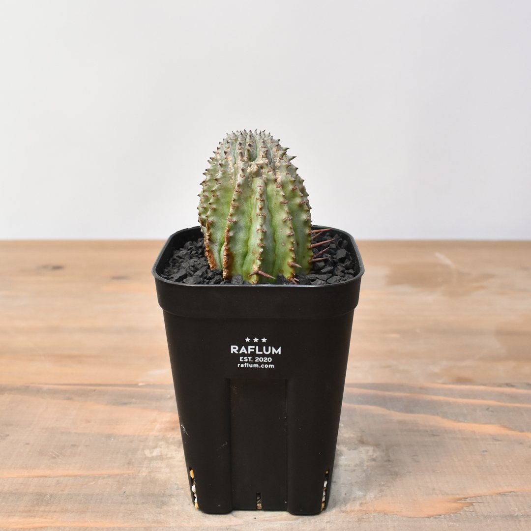 ユーフォルビア ホリダ 