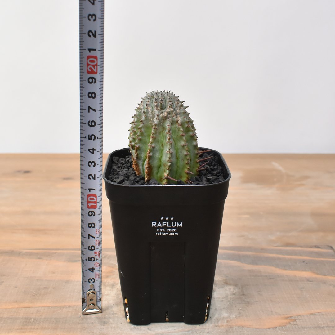 ユーフォルビア ホリダ 