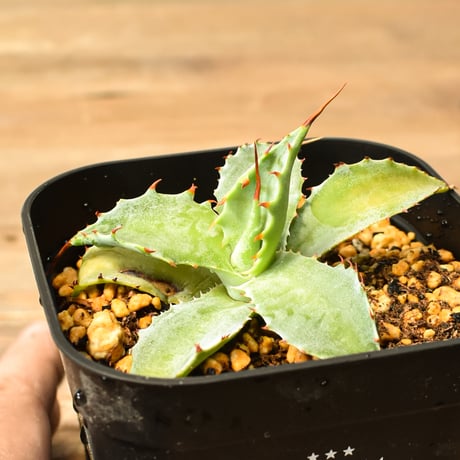 RAFLUM / ラフラム｜東京、大阪の塊根植物（コーデックス）、アガベ