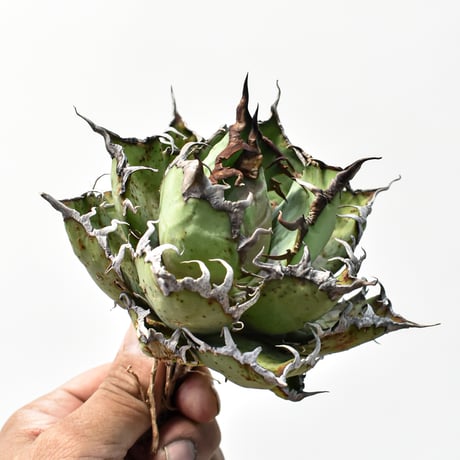 アガベ チタノタ 精品シーザー / 精品凱撒  【台湾 dragon agave産/中株/抜き苗】C106