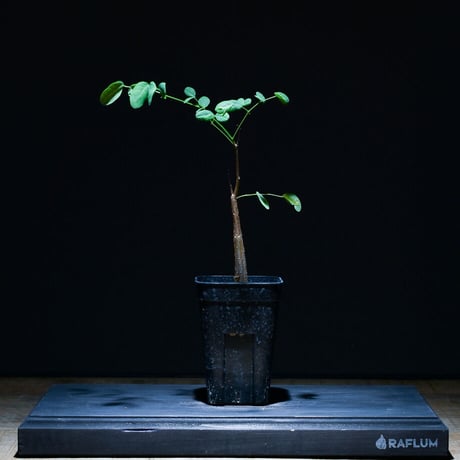 デロニクス プミラ（実生）RF22753