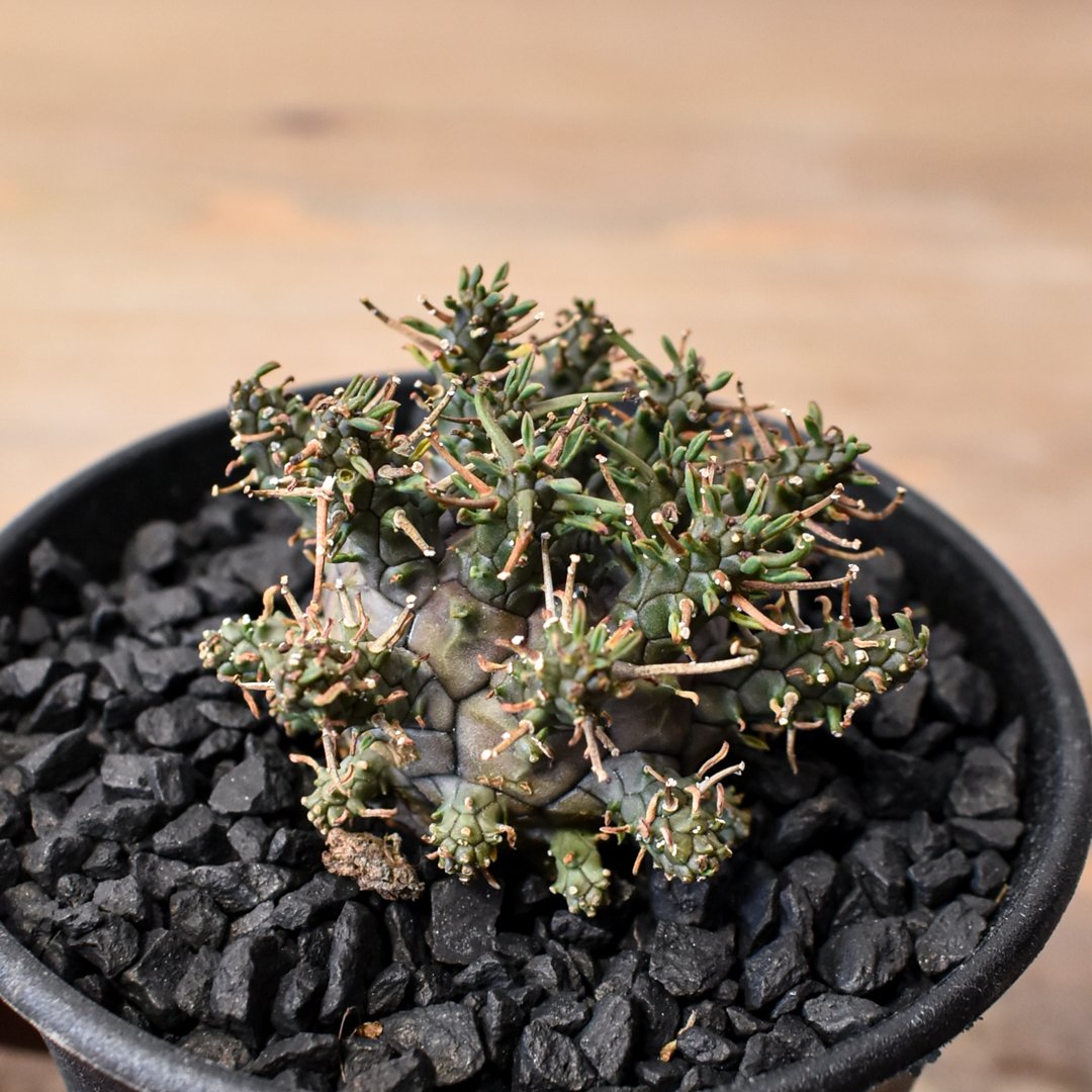 ユーフォルビア デセプタ 【実生】RF25011667 | RAFLUM / ラフラム