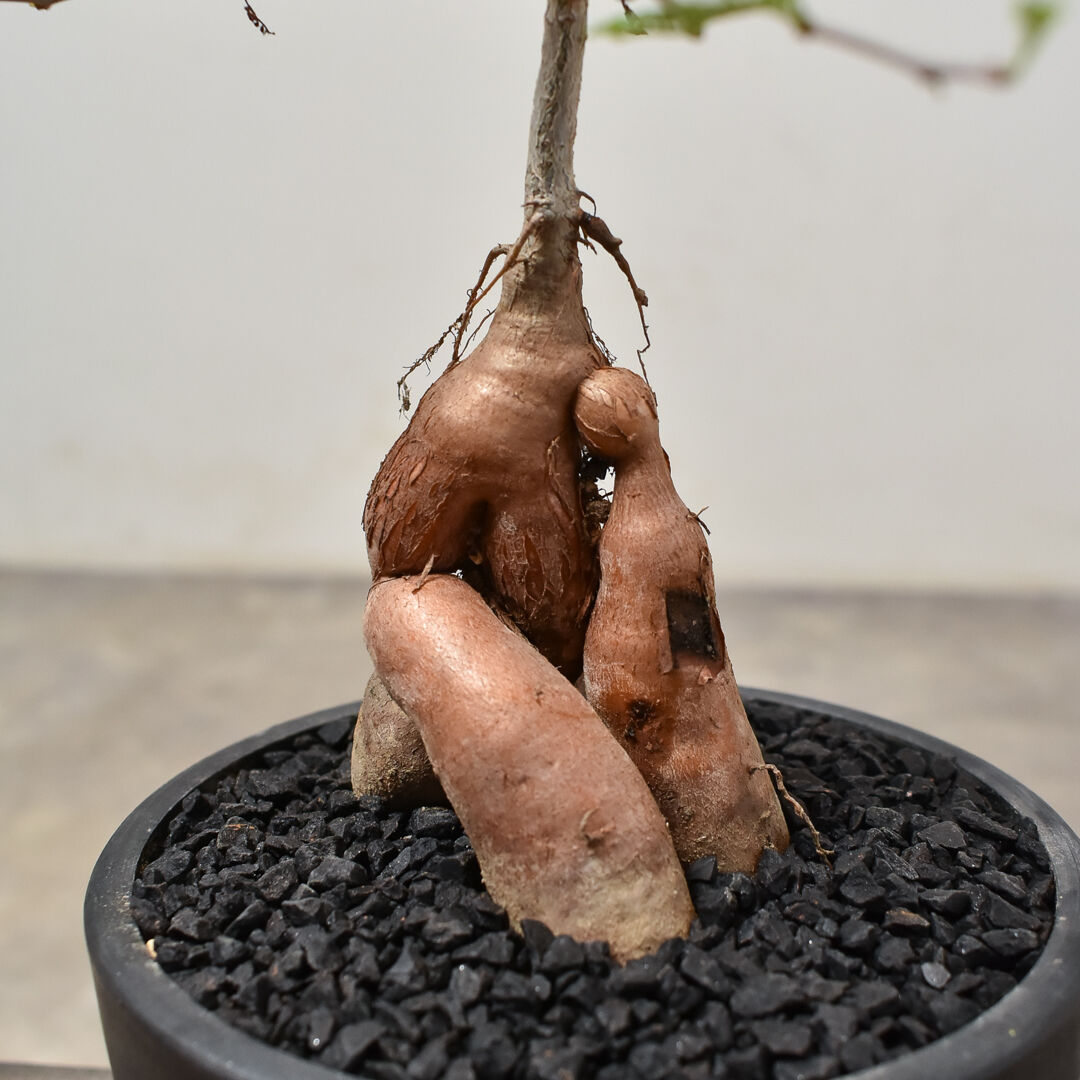 オペルクリカリア パキプス 実生 塊根植物 コーデックス