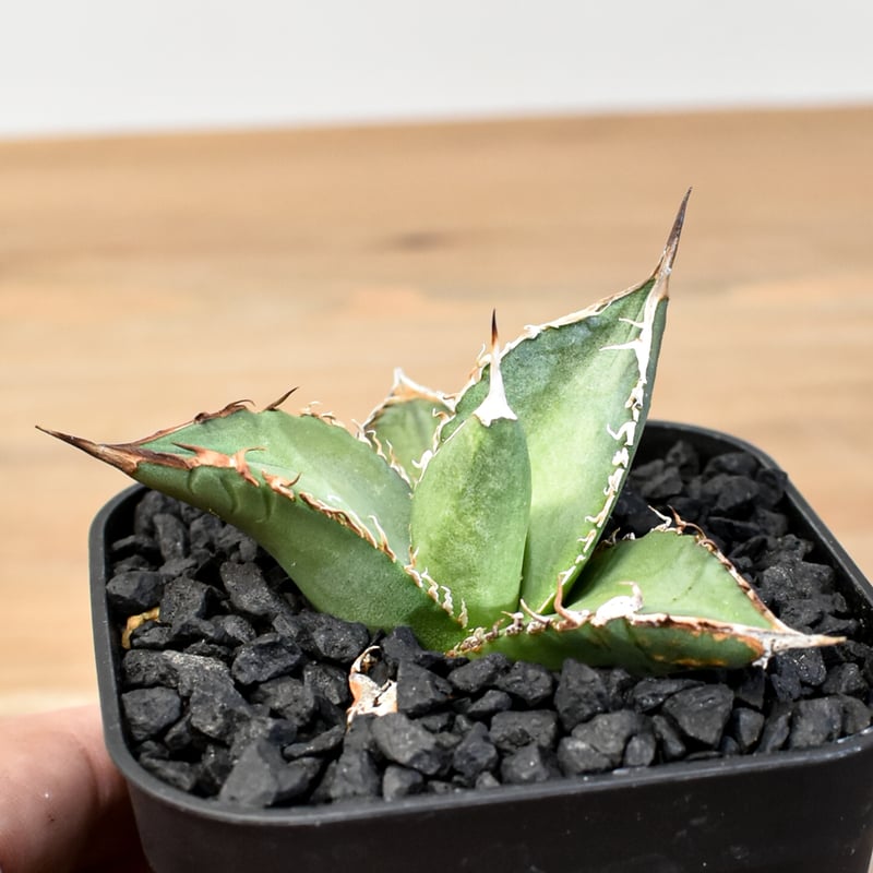 アガベ チタノタ ハイブリッド 黑帝斯(ハデス)×姬嚴龍 【台湾 dragon