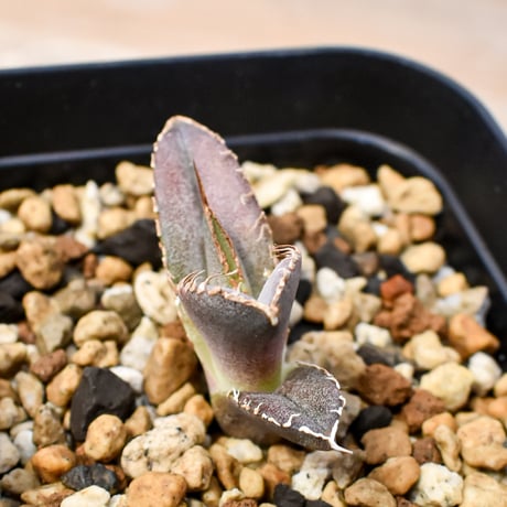 【RAFLUM育成株 5個セット】アガベ Mexico oteroi seeding / オテロイ実生 メキシコ産  【RAFLUM産/実生/子株】G