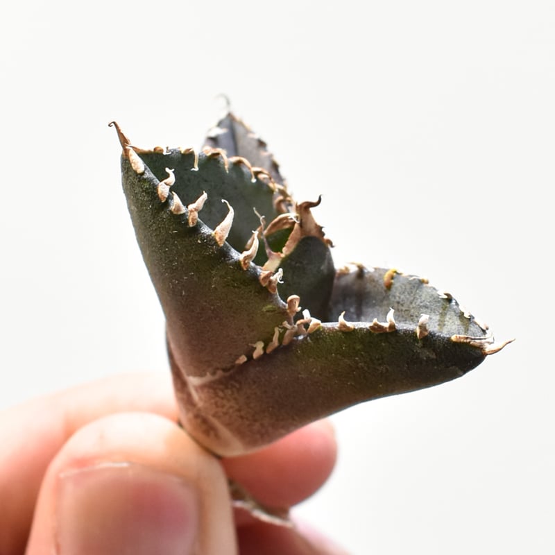 レア品種】アガベ チタノタ 