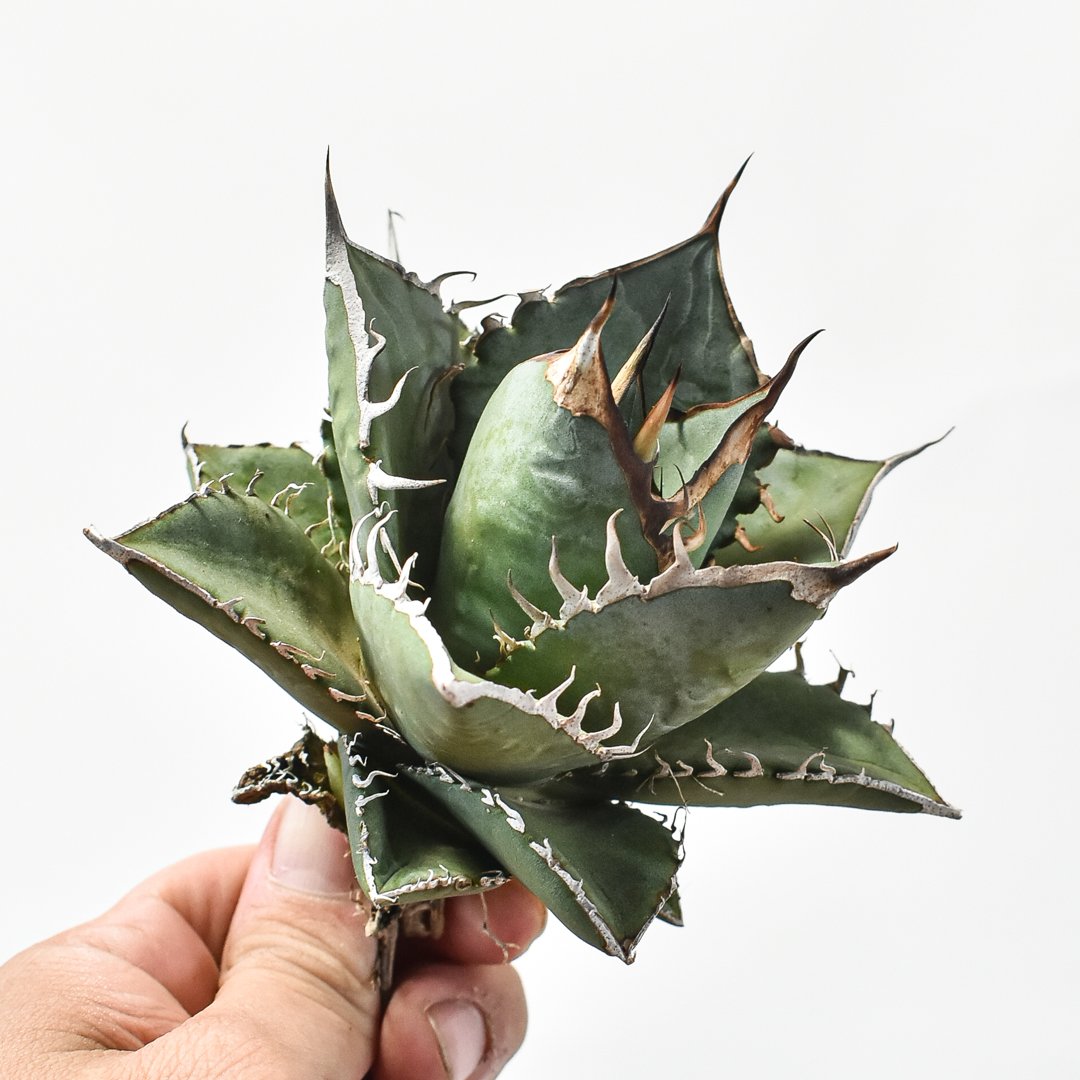 FAP植物さん確定苗アガベオテロイ実生