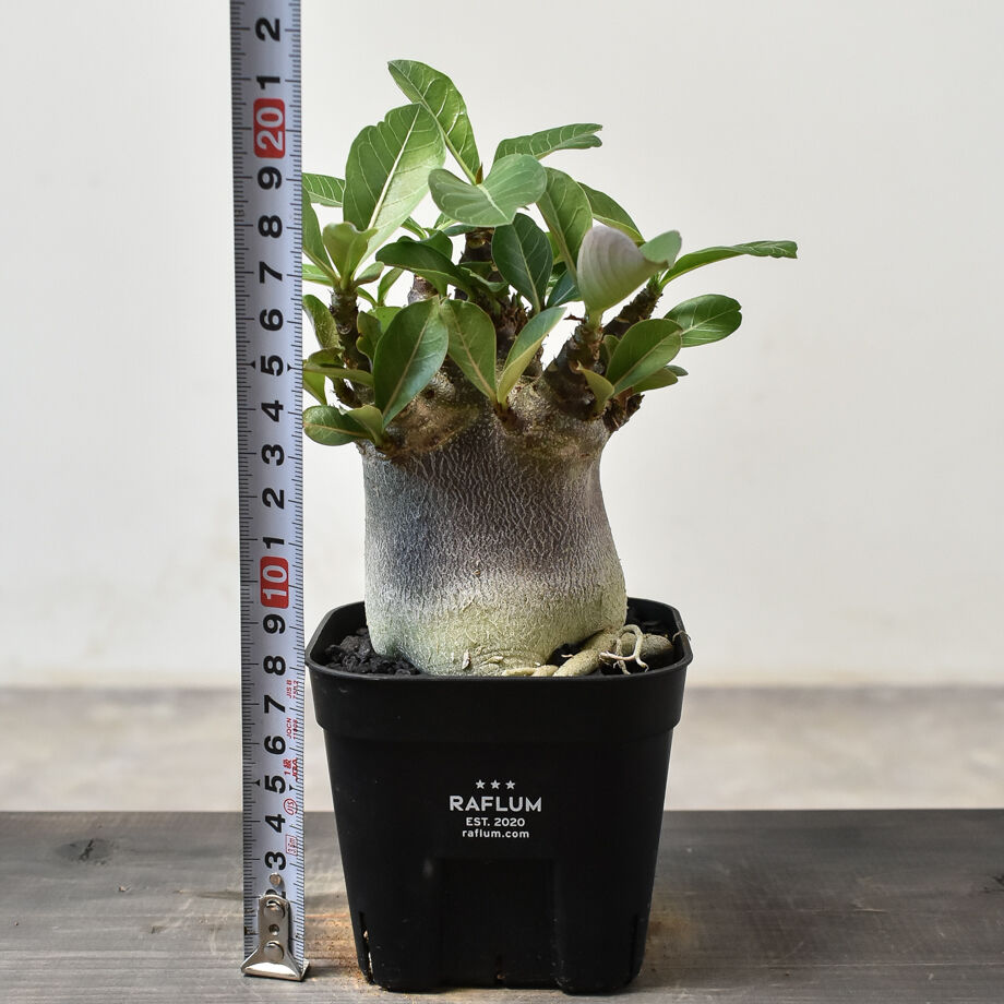 【激レア/ブラックスキン/ドワーフ/超極太 】アデニウム ガラメー タコ足A-3 激レア/ブラックスキン/ドワーフ/超極太 】アデニウム ガラメー