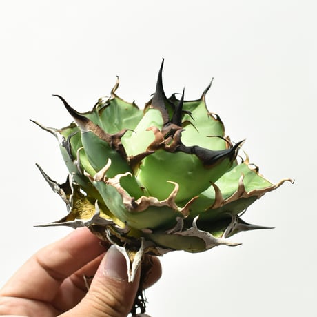 アガベ チタノタ "精品ハデス" / 精品黒帝斯、精品恐竜牙歯 【台湾 dragon agave産/中株/抜き苗】B86