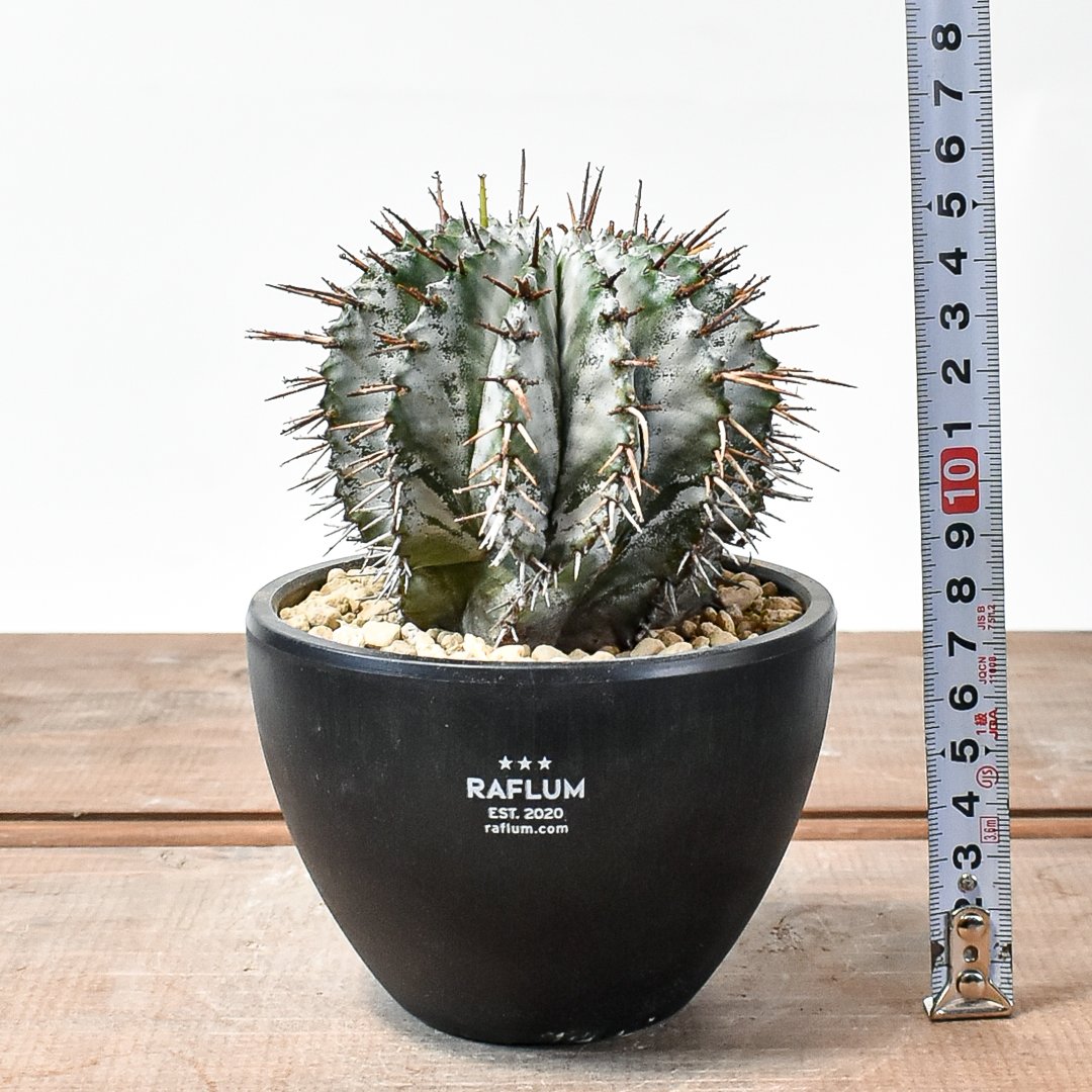 お取り置き商品 ユーフォルビア ホリダ スーパーホリダ 純血統 お取り置き商品 ユーフォルビア ホリダ スーパーホリダ 純血統