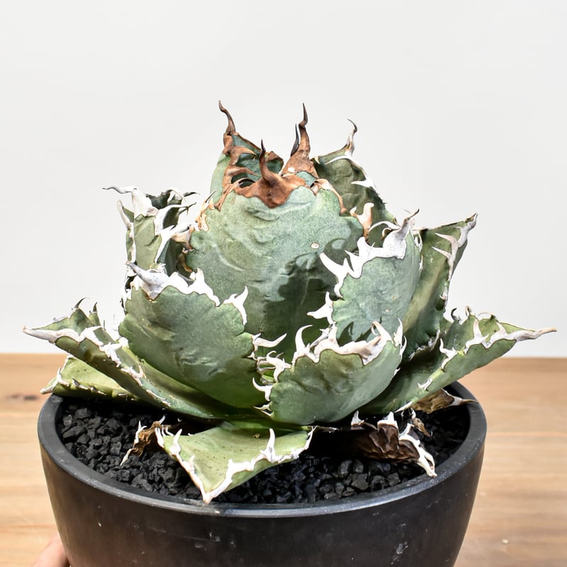 アガベ チタノタ ソーラーエクリプス 