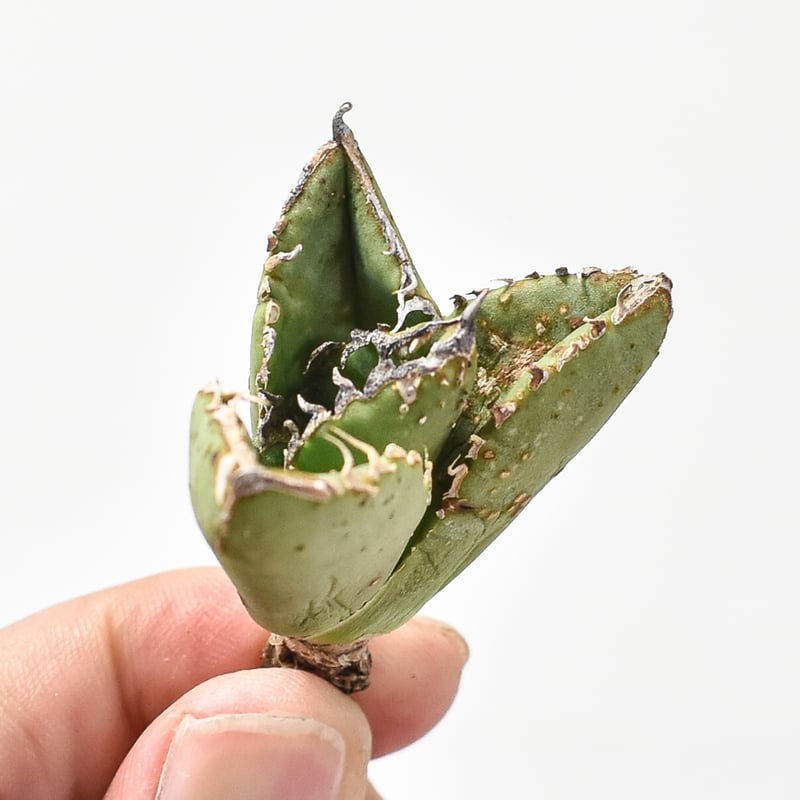 アガベ チタノタ 麻花龍 【台湾 berlin産/子株/抜き苗】BE2402691 | RA