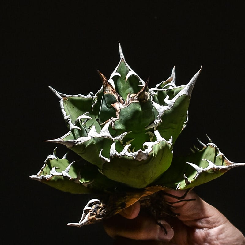 アガベ　チタノタ　魚刺　WH NURSERY アガベ チタノタ 魚刺 / Agave titanota 'Fish Spine' #1 |